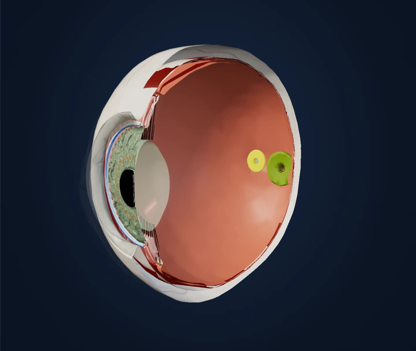 Cutaway of the human eye revealing its internal structures