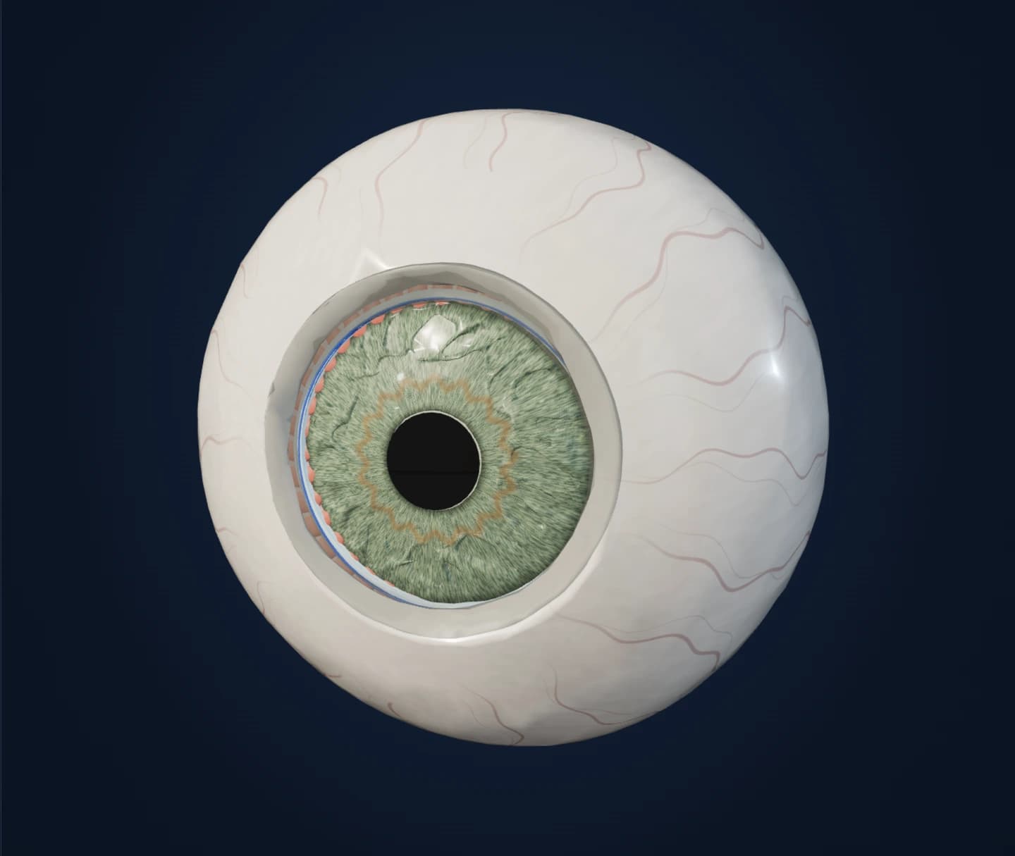 The human eye, captured from our interactive 3D model